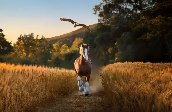 Budweiser, Lay's y Pepsi entre los comerciales favoritos de los fanáticos del Super Bowl 2026