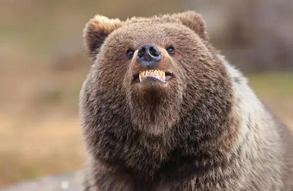 16 fotos divertidas de animales en los premios Comedy Wildlife Photography Awards