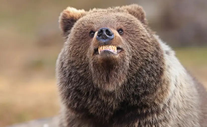 16 fotos divertidas de animales en los premios Comedy Wildlife Photography Awards