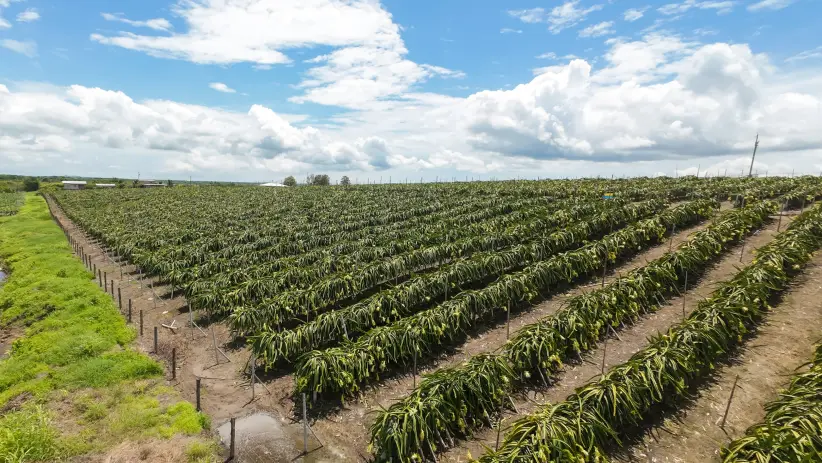 Pitahaya , Ecua Rurukuna , Jorge Nuñes Guayas Guayaquil