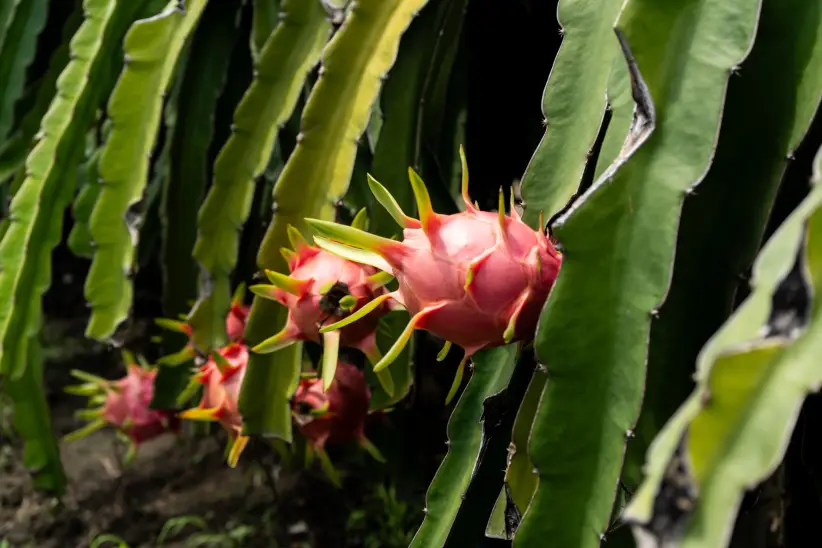 Pitahaya , Ecua Rurukuna , Jorge Nuñes Guayas Guayaquil