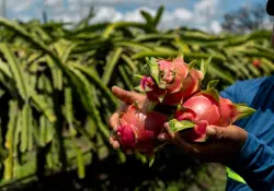 La pitahaya y su boom en el mundo