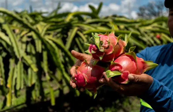 La pitahaya y su boom en el mundo