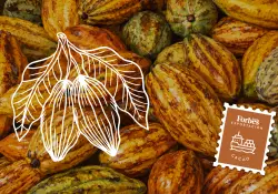Así se convirtió el cacao en la nueva estrella de las exportaciones ecuatorianas