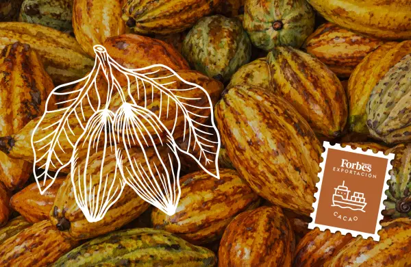 Así se convirtió el cacao en la nueva estrella de las exportaciones ecuatorianas