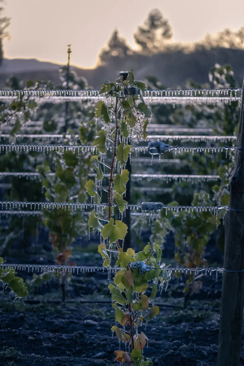 Viñas del Nant y Fall 