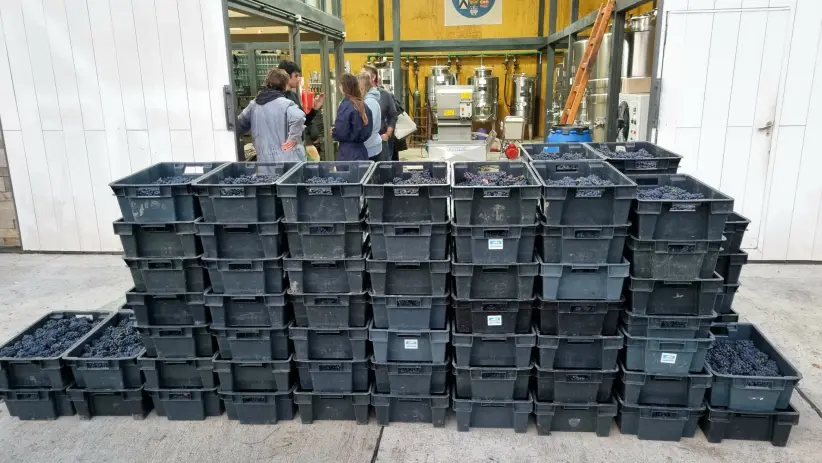 Viñas del Nant y Fall 