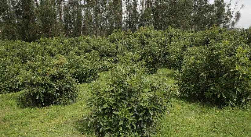 Producción de aguacate Quito - Ecuador 