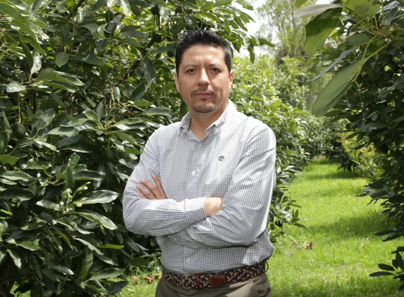 Producción de aguacate Quito - Ecuador 