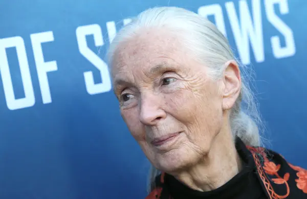 Lo que Jane Goodall nos enseñó sobre dejar un legado