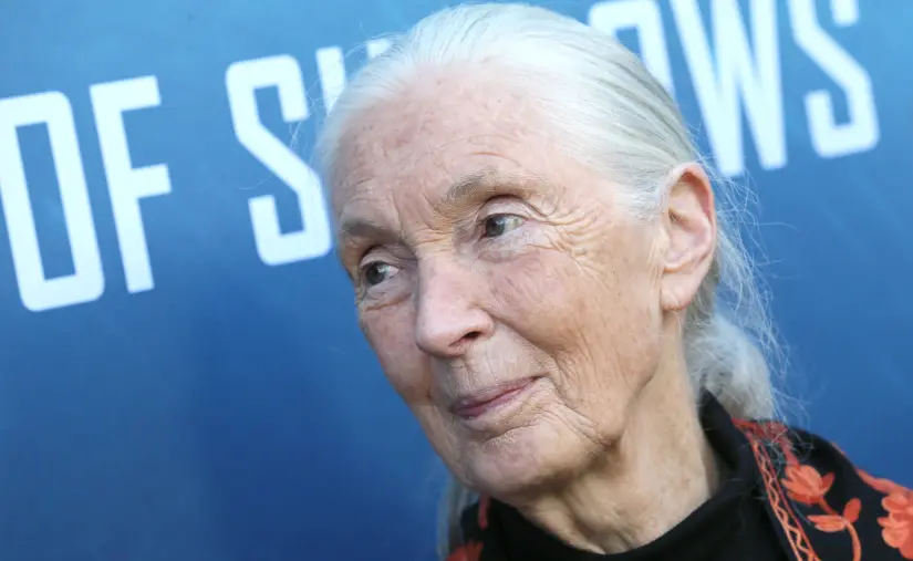 Lo que Jane Goodall nos enseñó sobre dejar un legado