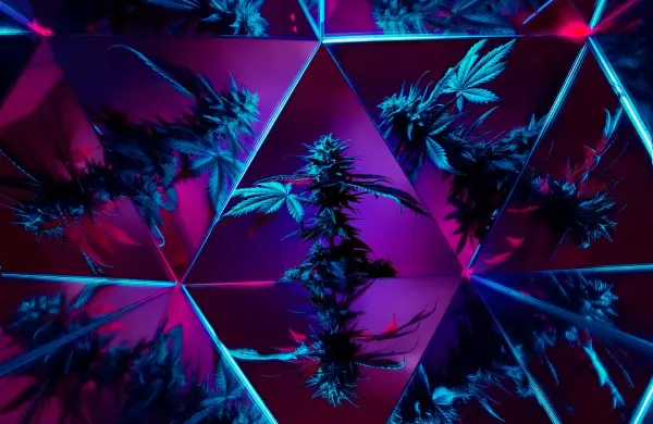 Por qué fracasan las marcas de cannabis de famosos y qué tienen en común las que sobrevivieron