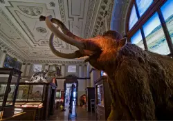 Esta empresa de US$ 10.000 millones resucitó al lobo gigante y ahora quiere traer de vuelta a los mamuts