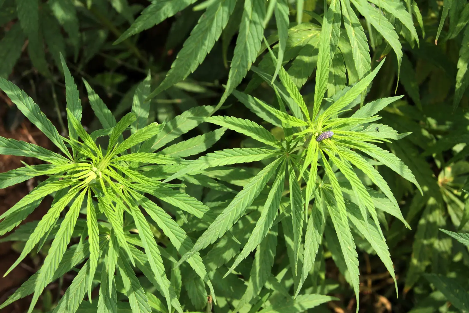 SE PUEDE USAR/ Cannabis