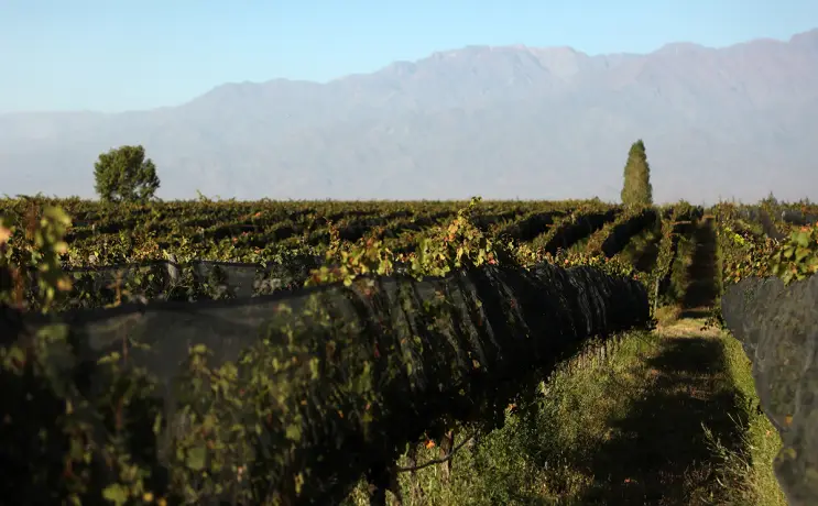 Valle de Uco, Mendoza, Argentina (FOTO: Domaine Bousquet)