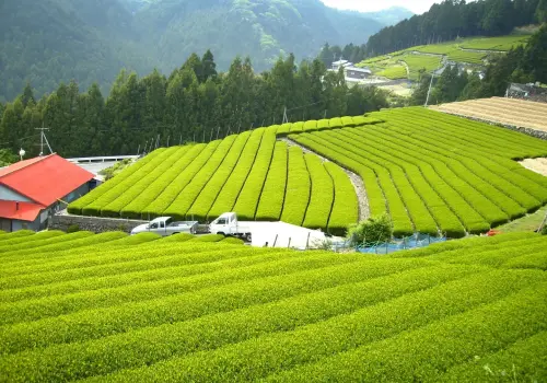 El boom verde que ya mueve millones: por qué todos quieren vender té matcha 