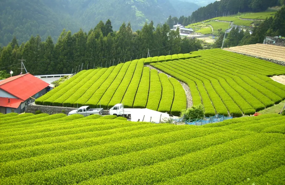 El boom verde que ya mueve millones: por qué todos quieren vender té matcha 