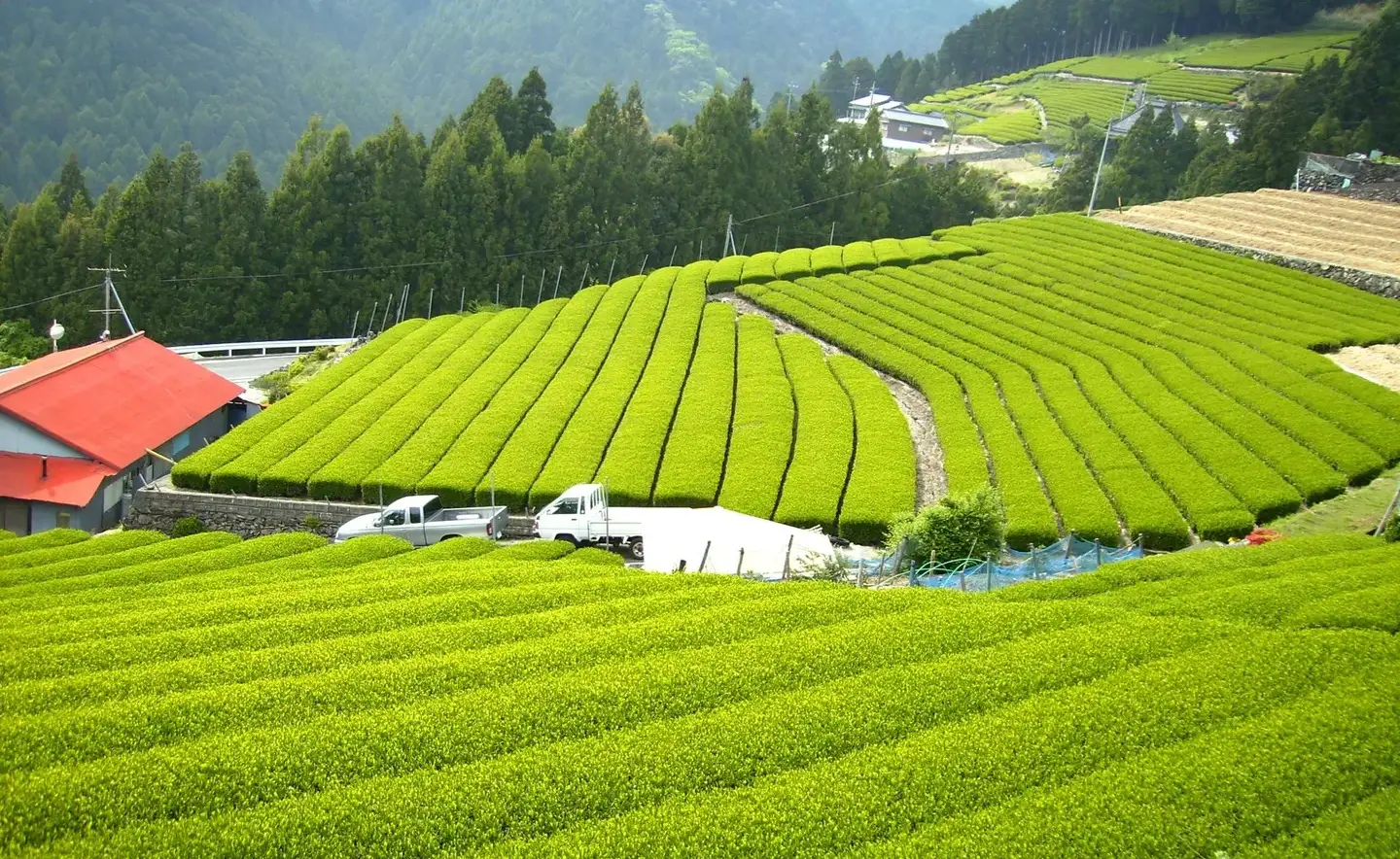 El boom verde que ya mueve millones: por qué todos quieren vender té matcha 
