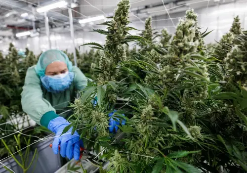 Los productos baratos con alto contenido de THC están impulsando el mercado alemán del cannabis medicinal