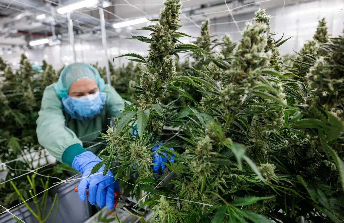 Los productos baratos con alto contenido de THC están impulsando el mercado alemán del cannabis medicinal