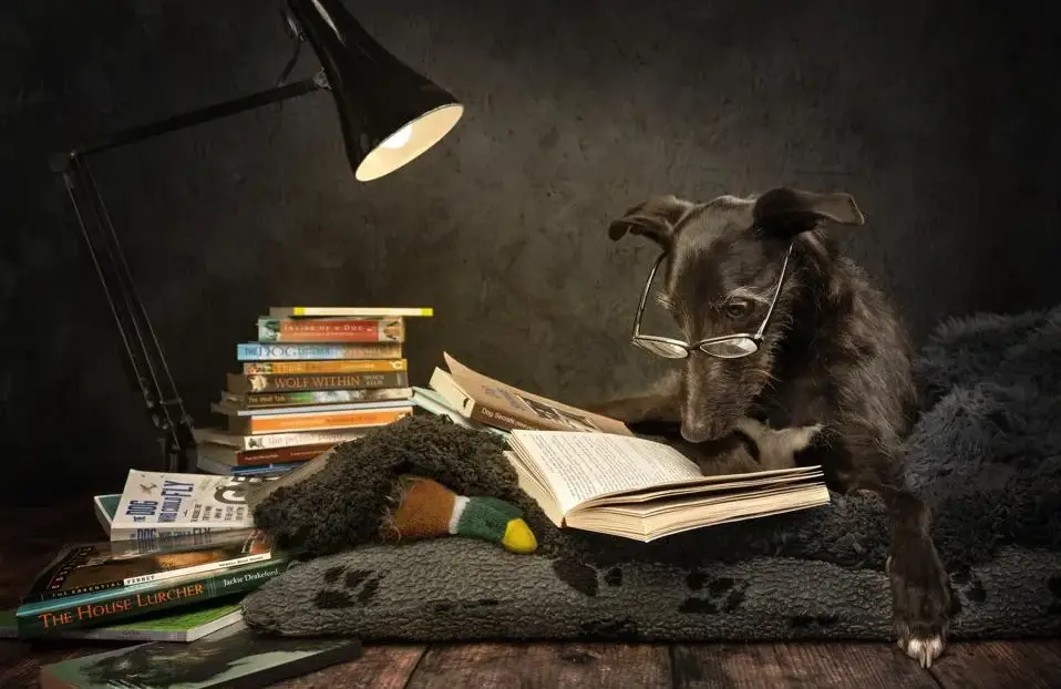 Las 18 fotos finalistas de los International Pet Photography Awards 