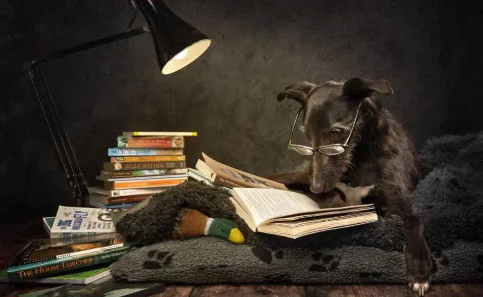 Las 18 fotos finalistas de los International Pet Photography Awards 