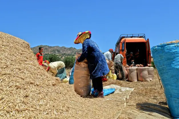 Trabajadores rurales de Marruecos. (Foto: Pexels)