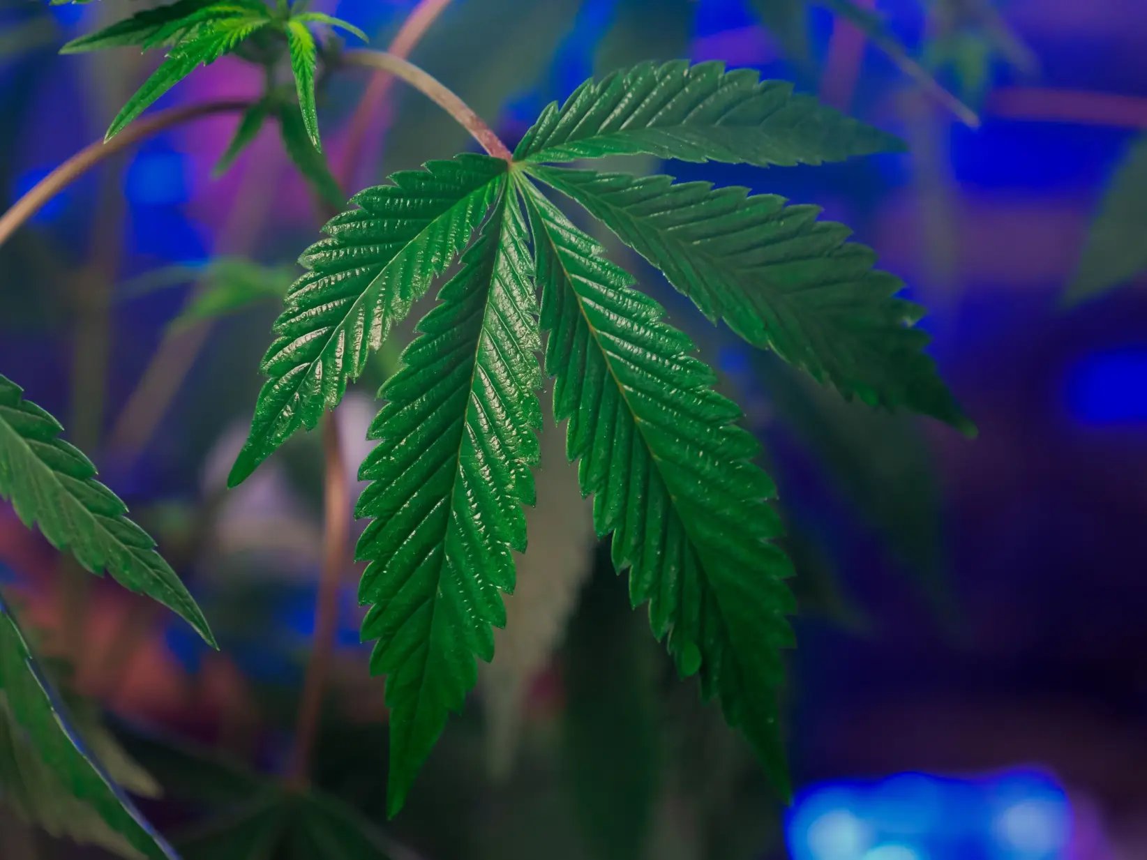 Cannabis (SE PUEE USAR) Pexels