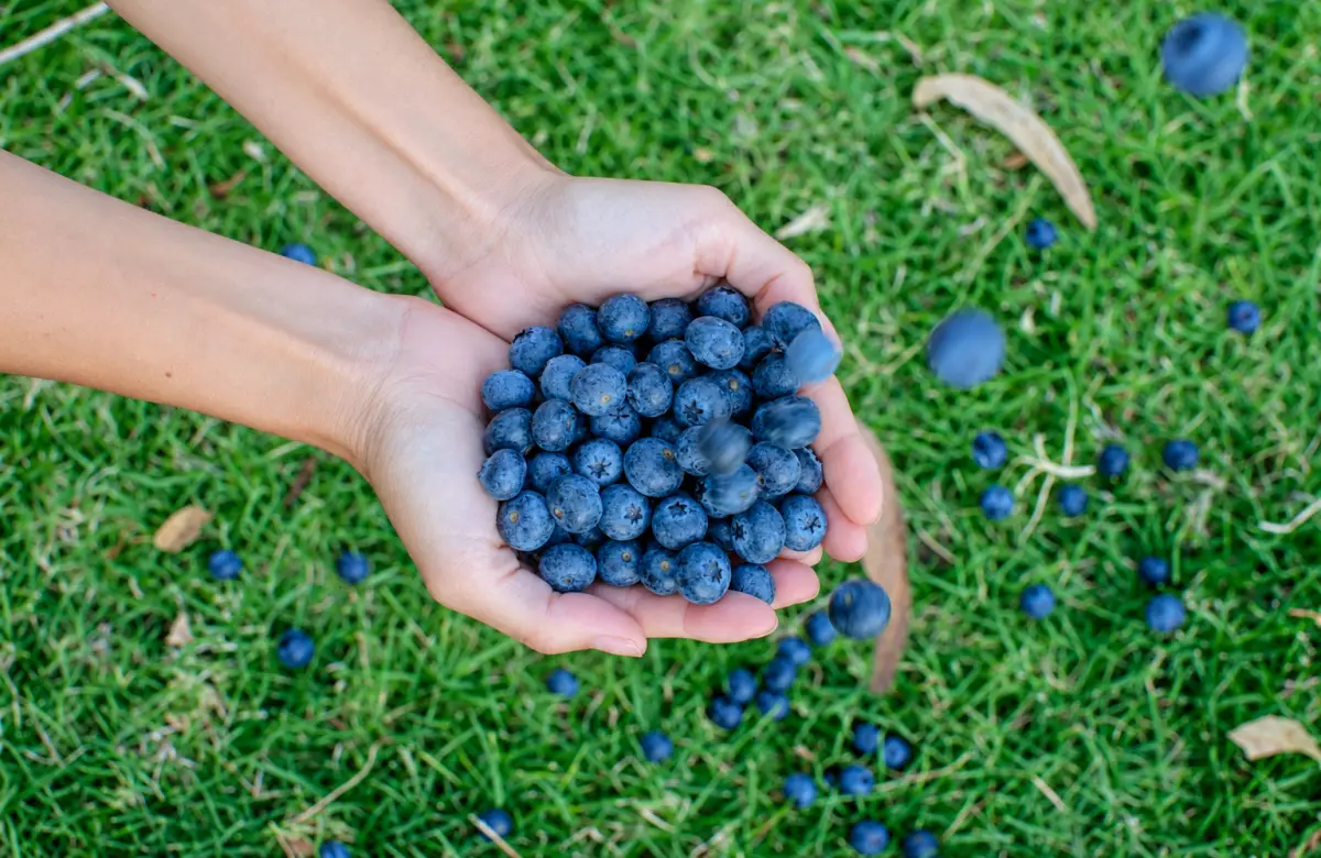 El arándano ecuatoriano, el superfood del futuro