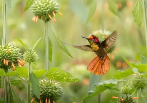 Las mejores fotos de aves del Audubon Photography Awards 2026