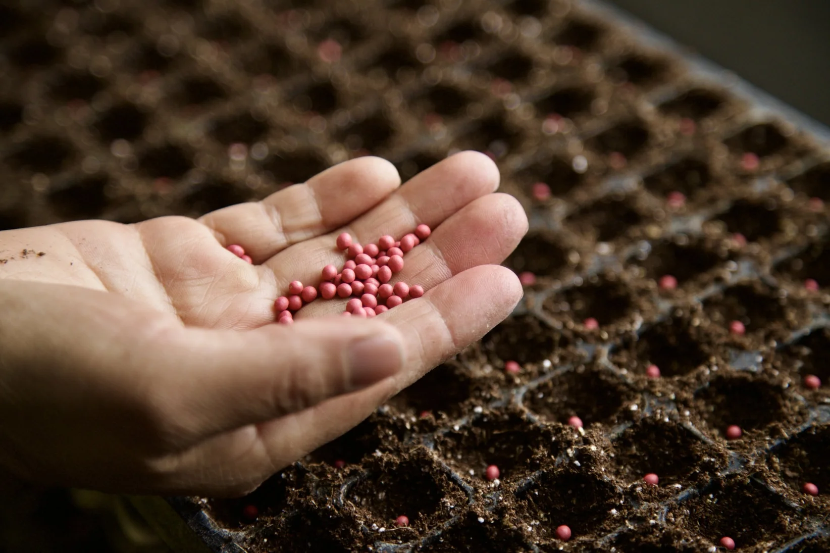 Empresa Hortana de vegetales - Fotos: Armando Prado Viteri para Forbes Ecuador