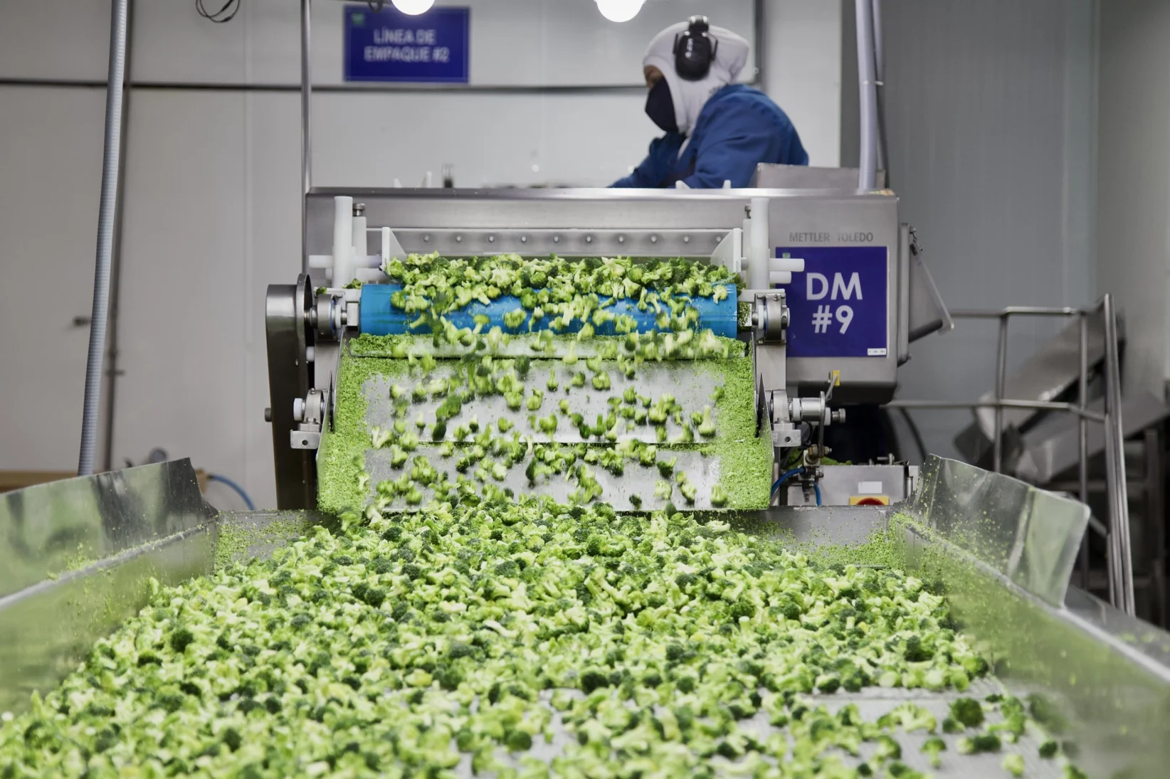 Empresa Ecofroz productora y exportadora de brócoli - Fotos: Armando Prado Viteri para Forbes Ecuador