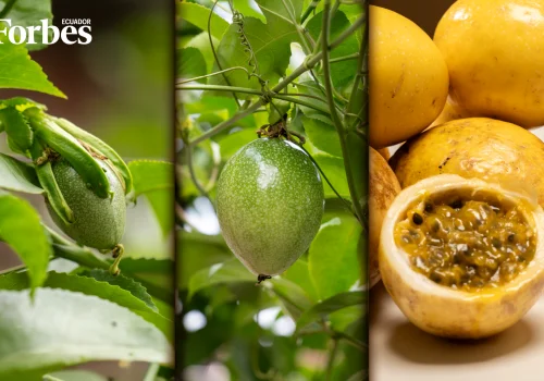 Ecuador le saca el jugo a la maracuyá