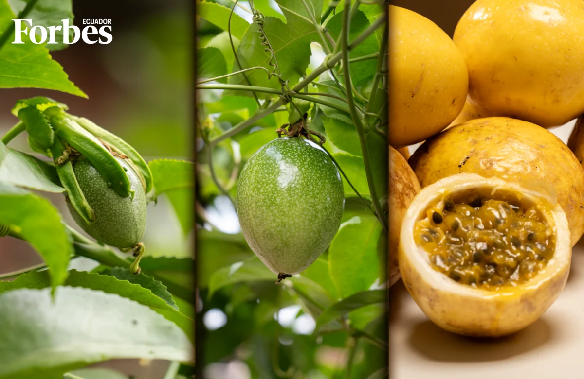 Ecuador le saca el jugo a la maracuyá