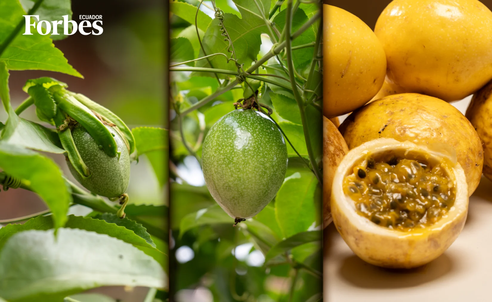 Ecuador le saca el jugo a la maracuyá