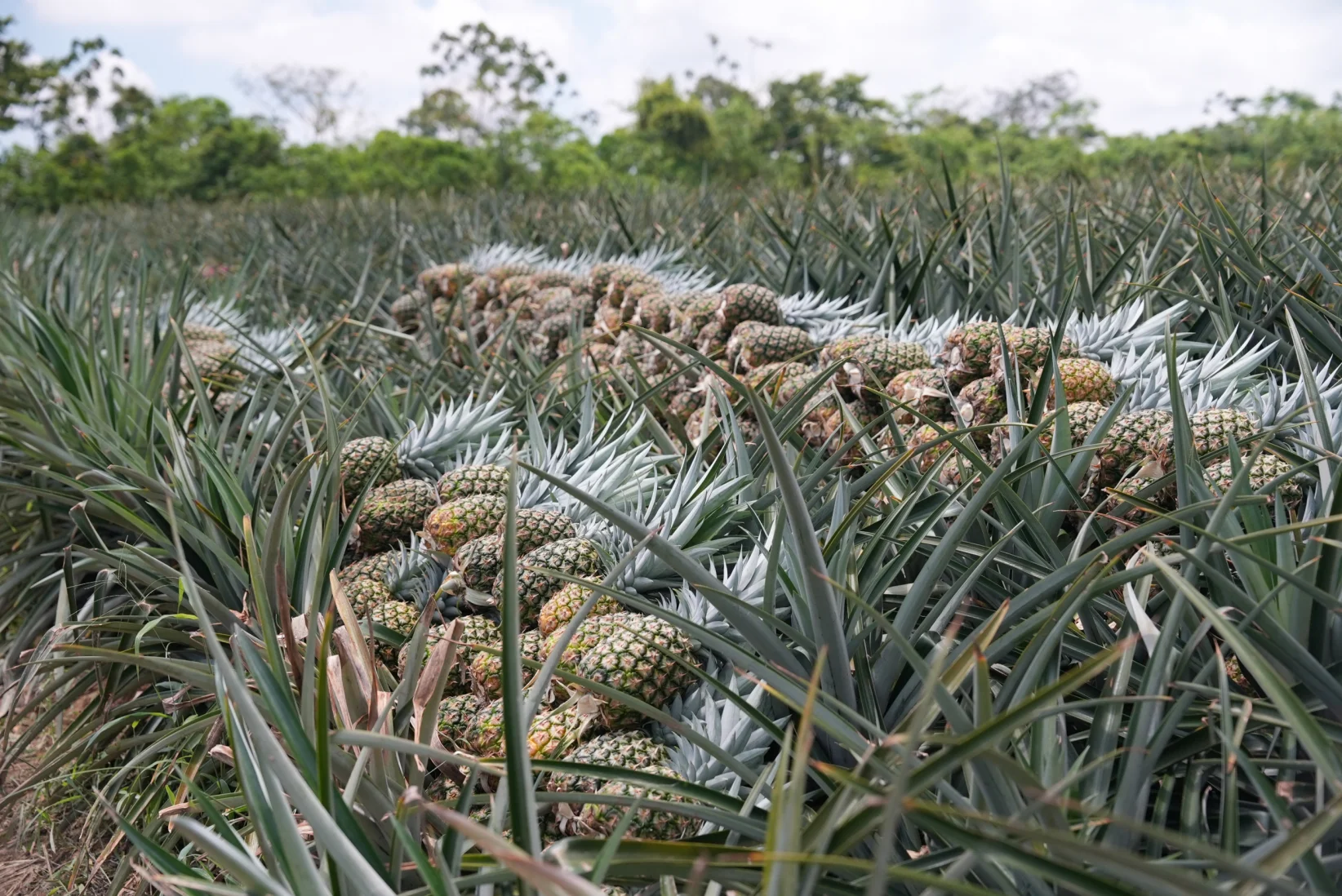 Piñas MD2 ecuatorianas de exportación a 30 países - Fotos: Cortesía