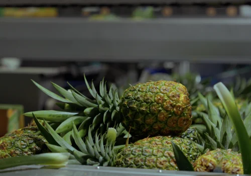 La piña ecuatoriana, número 1 en exportaciones de Sudamérica