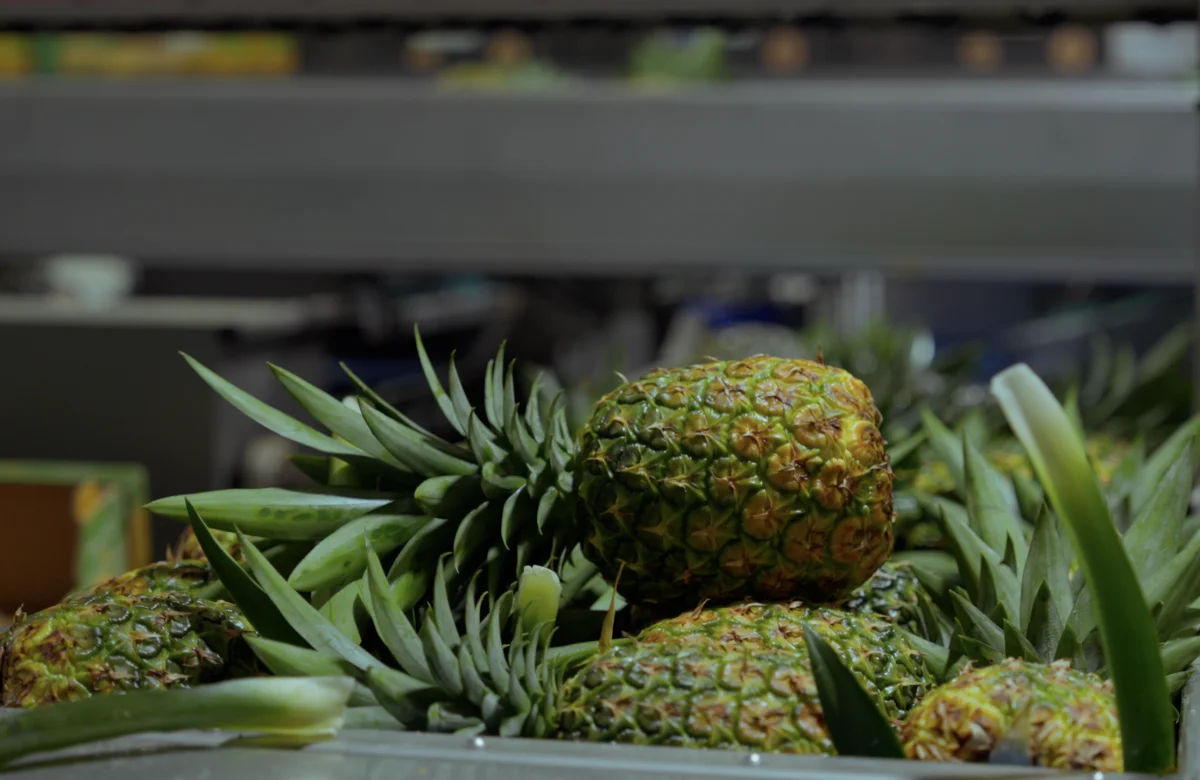 La piña ecuatoriana, número 1 en exportaciones de Sudamérica