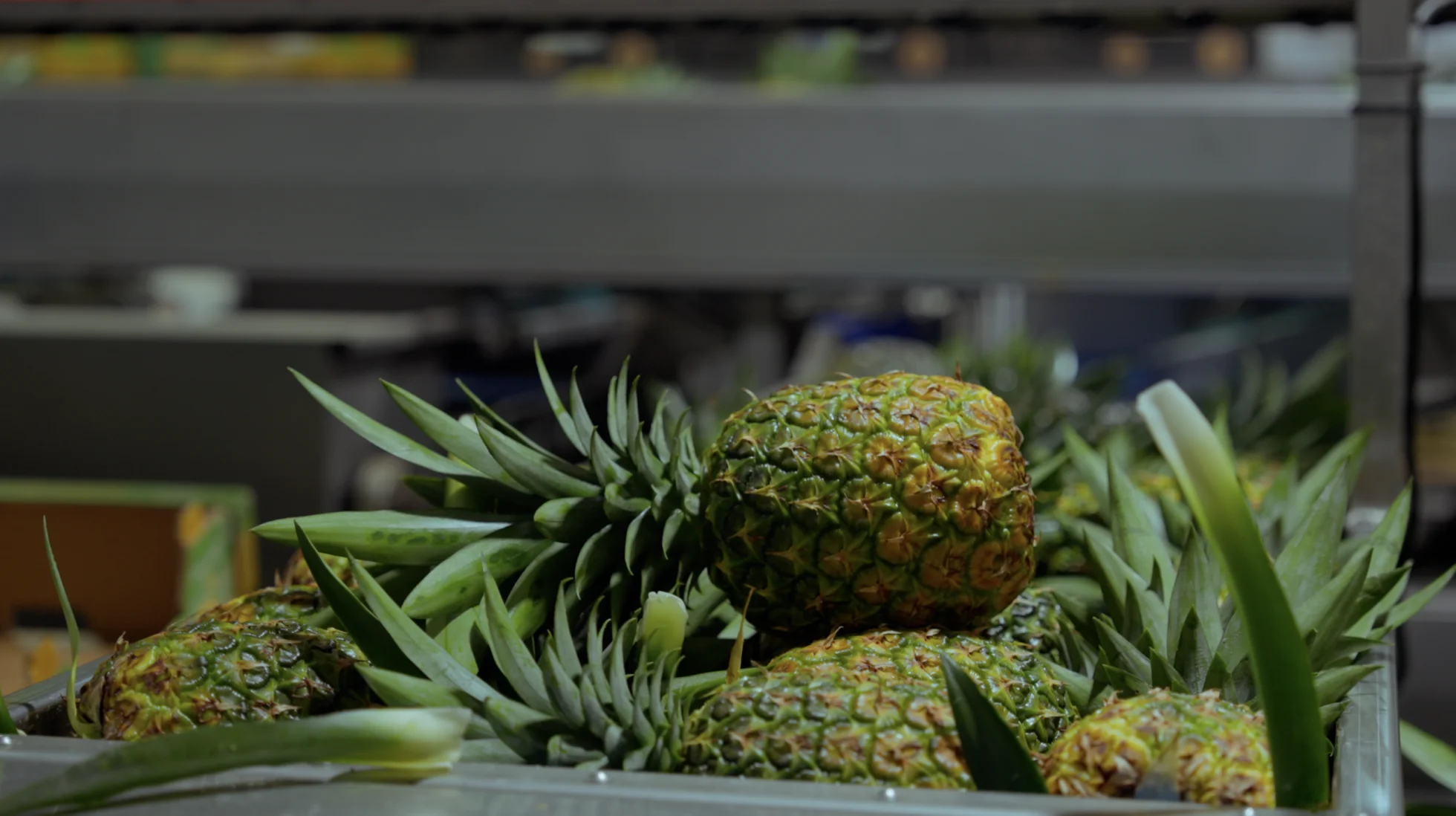 La piña ecuatoriana, número 1 en exportaciones de Sudamérica