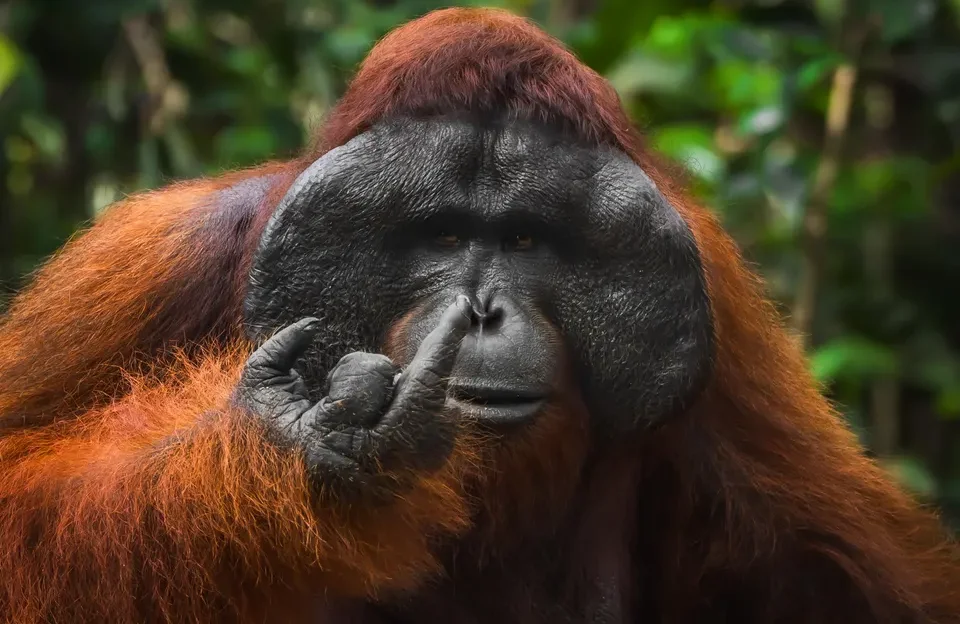 Las 18 fotos de animales finalistas que podrían ganar por los Comedy Wildlife Photography Awards 2026
