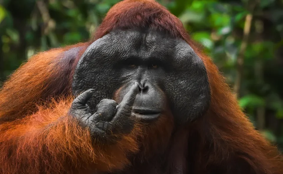 Las 18 fotos de animales finalistas que podrían ganar por los Comedy Wildlife Photography Awards 2026