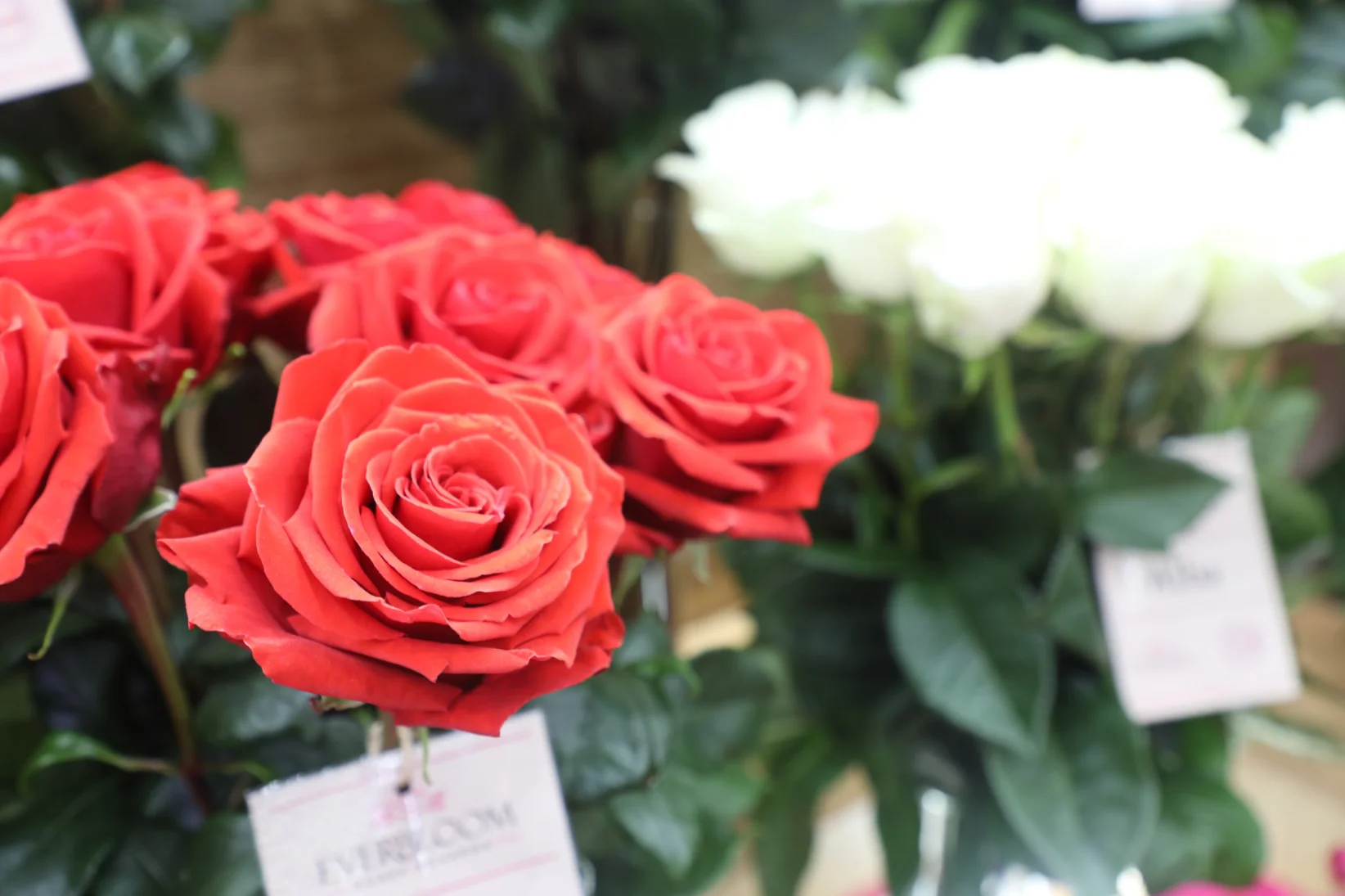 Las rosas en la Expo Flor 2026 - David Paredes para Forbes Ecuador
