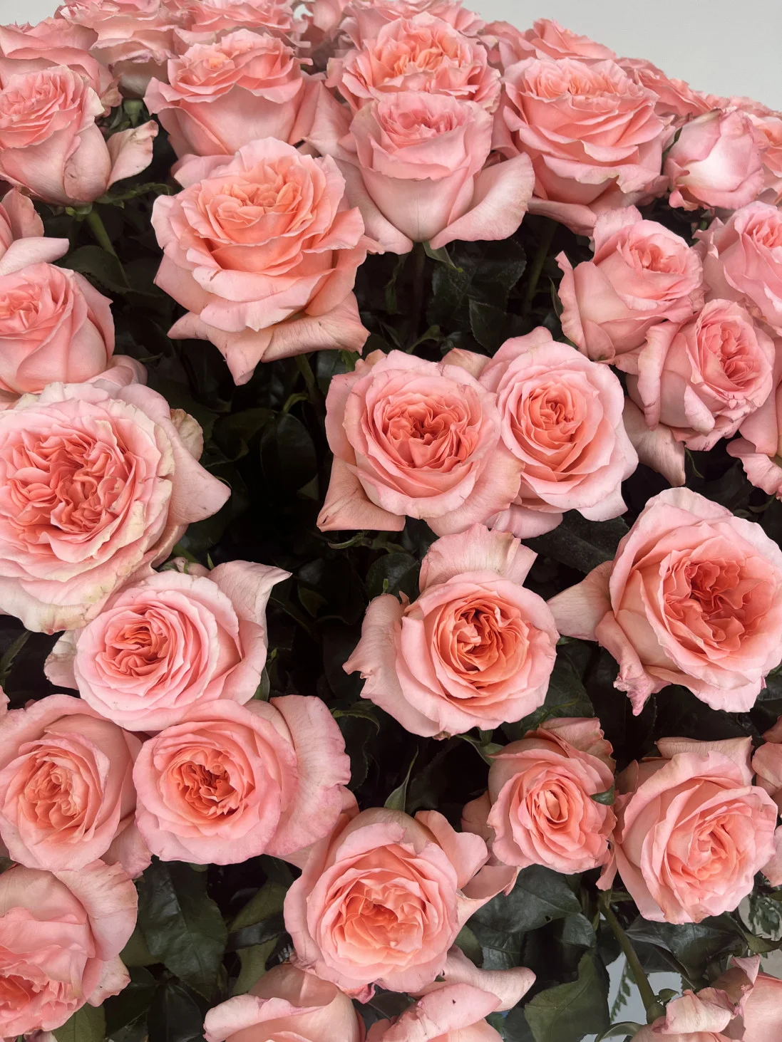 Rosas ecuatorianas - Mónica Mendoza para Forbes Ecuador