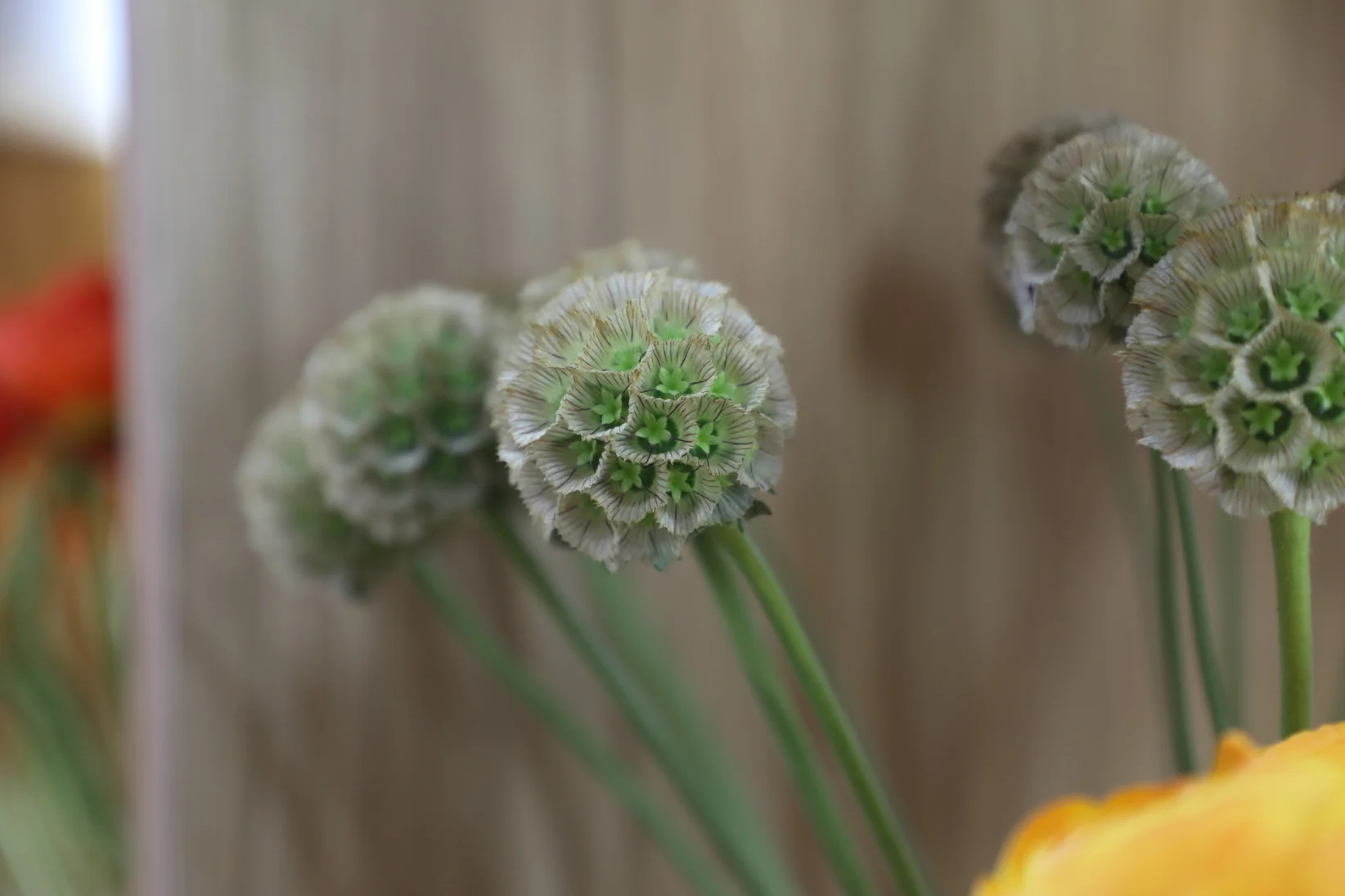 Scabiosa Menor que se utiliza como follaje en arreglos florales - David Paredes para Forbes Ecuador