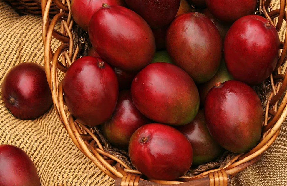 Al mango ecuatoriano se lo disfruta hasta la pepa en Estados Unidos
