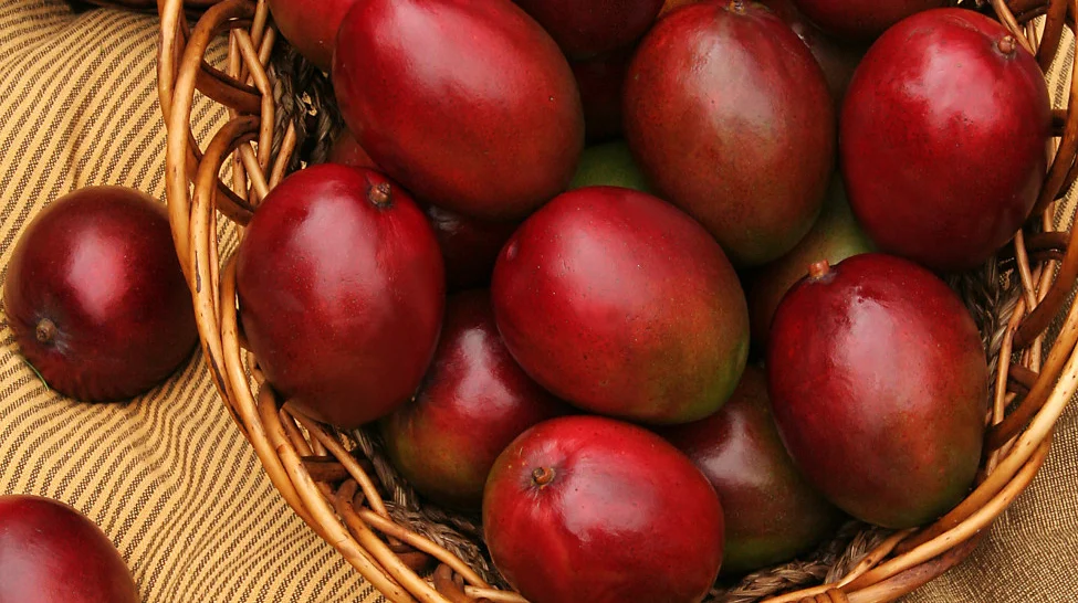 Al mango ecuatoriano se lo disfruta hasta la pepa en Estados Unidos