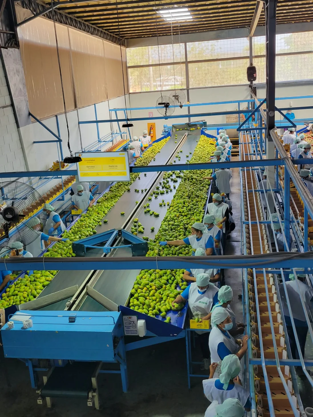 Mangos de exportación Ecuador - Fotos Cortesía Fundación mango