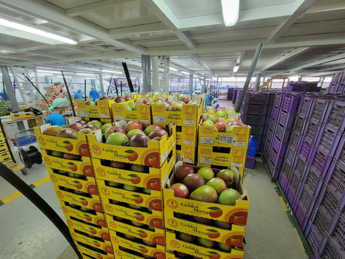 Mangos de exportación Ecuador - Fotos Cortesía Fundación mango
