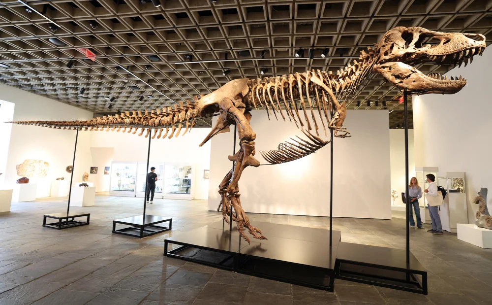 Gus: el T. rex vendido por US$ 50,13 millones - .