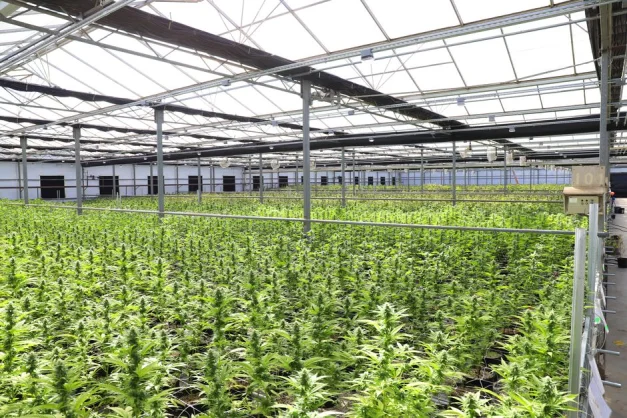 Amplio invernadero interior de cannabis en Salinas, mostrando plantas de marihuana saludables bajo la luz solar.